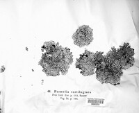 Image of Parmularia cartilaginea